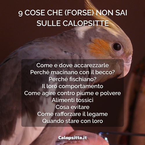 9 Cose Che (Forse) Non Sai Sulle Calopsitte