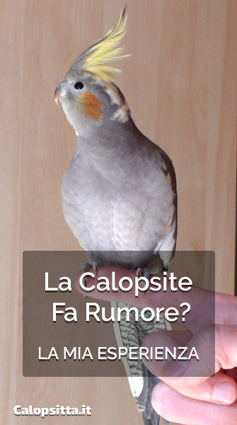 La Calopsite è Rumorosa? La Mia Esperienza Con Olaf